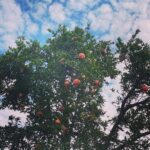 Hanie Tavassoli Instagram -