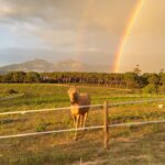 Hilona Gos Instagram - Photo totalement improvisée sûrement pas Instagramable mais je m’en fou trop de joie en voyant apparaître cette arc en ciel 🌈 dans mon jardin avec merlin mon cheval en premier plan, mes chiens à mes côtés, je crois que c’est ce genre de moment qui me fait me dire que finalement tout ira pour le mieux ♥️🥹