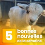 Hugo Travers Instagram - 🤗 Les 5 bonnes nouvelles de la semaine ! 🤗 . SHOUTOUT à @bonifocaccia_ et @axlcho_quart pour leur participation au débat ! . Toutes les semaines, on met en avant deux participants du débat. Pour participer : like + débat en commentaire. . Faut-il autoriser des pilules contraceptives sans ordonnance en France ? 🤔 . Commentez oui/non/sans opinion, suivi de vos éventuels arguments, résultats la semaine prochaine ! . SOURCES actu 1 : 20 Minutes, Franceinfo, Nice-Matin actu 2 : Libération, La Croix, France Bleu actu 3 : BFM, Actu.fr, Franceinfo actu 4 : Ouest-France, BFM actu 5 : Actu.fr, BFM, France 3 Régions