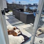 Ice-T Instagram – Finally some Nice weather in NJ.. My Dogs know how to kick back in the sun… @spartandmaxandlex Yes, they have over 64Thousand followers.. #BullDogs