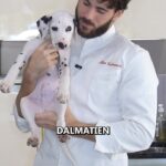 Illan Castronovo Instagram - #dalmatian #recettefacile @wissmsaad