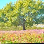 Im Soo-hyang Instagram - 여기 어디야.. 천국인가요🌷