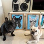 Irene Kim Instagram - The best gift ever. Thank you @benlenovitz for these adorable portraits of my Biggie & Bowie! I teared up when I saw these…you guys know how much Biggie & Bowie mean to me🥲 제가 힘들때, 슬플때, 행복할때 무한 사랑을 주는 비기와 보위 항상 고마워🥺 세상에 하나뿐인 사랑하는 반려동물을 추억할 수 있는 경험을 신세계백화점만의 단독 팝업에서 10월4일-22일까지 반려동물 초상화 전문 아티스트 벤 레노비츠을 만나볼수있음니다❤️❤️❤️ #광고 #신세계X벤레노비츠 #벤레노비츠 #반려동물초상화