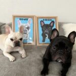 Irene Kim Instagram - The best gift ever. Thank you @benlenovitz for these adorable portraits of my Biggie & Bowie! I teared up when I saw these…you guys know how much Biggie & Bowie mean to me🥲 제가 힘들때, 슬플때, 행복할때 무한 사랑을 주는 비기와 보위 항상 고마워🥺 세상에 하나뿐인 사랑하는 반려동물을 추억할 수 있는 경험을 신세계백화점만의 단독 팝업에서 10월4일-22일까지 반려동물 초상화 전문 아티스트 벤 레노비츠을 만나볼수있음니다❤️❤️❤️ #광고 #신세계X벤레노비츠 #벤레노비츠 #반려동물초상화