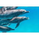 Isabella Santoni Instagram - Ocean Ambassadors like Brazillian actress @isabellasantoni, play an essential role in helping us build a brighter future for our ocean. When we craft stories showcasing the beauty and realities anchored below our ocean’s surface, we work to expand love for our planet in the hearts of anyone who takes the time to dive in with us. By eliminating the space between our wild, remote ocean and the global community, our sense of togetherness on this big blue planet deepens. Because of dedication from people like Isabella, who use their platforms to raise our ocean’s voice and SeaLegacy’s work, we’re able to reach new individuals who join us on the journey to meaningful change. Isabella’s deep connection to our ocean is evident through her steadfast amplification of the importance of our natural world. By celebrating her ambassadorship with @marieclairebr, @topmagazine, and @revistaportfolio, Isabella has opened the door and invited countless readers to explore our mission. We extend our deepest gratitude to Isabella, whose love for the sea acts as a guiding light to her ocean action, and we’re honored to advocate for the health of our planet alongside her. Leap into action by joining The Tide with Isabella and our team as we work to rewild and restore our vital ocean ecosystems! Os Embaixadores do Oceano, como a atriz @isabellasantoni, desempenham um papel importante na luta pela construção de um futuro mais saudável para os nossos oceanos. Ao contar histórias que revelam a beleza e as realidades ocultas sob a superfície do mar, trabalhamos para cultivar o amor pelo nosso planeta em todos que se dispõem a mergulhar conosco. A profunda conexão de Isabella com o oceano é evidente em seu constante esforço para amplificar a importância de nosso mundo natural. Ao celebrar seu papel de embaixadora com a @marieclairebr, a @topmagazine e a @revistaportfolio, Isabella convida inúmeros leitores a se juntarem conosco nessa missão. Junte-se à Isabella e à nossa equipe enquanto trabalhamos para recuperar e restaurar os ecossistemas oceânicos vitais! Se inscreva ao The Tide e nos ajude a aprofundar a conexão da humanidade com nosso oceano! 📸 1&3 by @mitty 📸 2 by @floravnegri