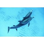 Isabella Santoni Instagram - Ocean Ambassadors like Brazillian actress @isabellasantoni, play an essential role in helping us build a brighter future for our ocean. When we craft stories showcasing the beauty and realities anchored below our ocean’s surface, we work to expand love for our planet in the hearts of anyone who takes the time to dive in with us. By eliminating the space between our wild, remote ocean and the global community, our sense of togetherness on this big blue planet deepens. Because of dedication from people like Isabella, who use their platforms to raise our ocean’s voice and SeaLegacy’s work, we’re able to reach new individuals who join us on the journey to meaningful change. Isabella’s deep connection to our ocean is evident through her steadfast amplification of the importance of our natural world. By celebrating her ambassadorship with @marieclairebr, @topmagazine, and @revistaportfolio, Isabella has opened the door and invited countless readers to explore our mission. We extend our deepest gratitude to Isabella, whose love for the sea acts as a guiding light to her ocean action, and we’re honored to advocate for the health of our planet alongside her. Leap into action by joining The Tide with Isabella and our team as we work to rewild and restore our vital ocean ecosystems! Os Embaixadores do Oceano, como a atriz @isabellasantoni, desempenham um papel importante na luta pela construção de um futuro mais saudável para os nossos oceanos. Ao contar histórias que revelam a beleza e as realidades ocultas sob a superfície do mar, trabalhamos para cultivar o amor pelo nosso planeta em todos que se dispõem a mergulhar conosco. A profunda conexão de Isabella com o oceano é evidente em seu constante esforço para amplificar a importância de nosso mundo natural. Ao celebrar seu papel de embaixadora com a @marieclairebr, a @topmagazine e a @revistaportfolio, Isabella convida inúmeros leitores a se juntarem conosco nessa missão. Junte-se à Isabella e à nossa equipe enquanto trabalhamos para recuperar e restaurar os ecossistemas oceânicos vitais! Se inscreva ao The Tide e nos ajude a aprofundar a conexão da humanidade com nosso oceano! 📸 1&3 by @mitty 📸 2 by @floravnegri