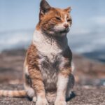 Ismael Prego Instagram – Os echo mucho de menos gatitos griegos 😢