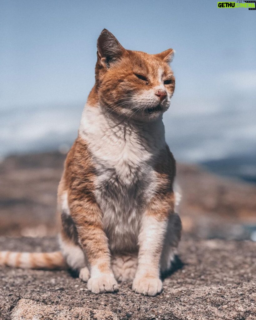 Ismael Prego Instagram - Os echo mucho de menos gatitos griegos 😢