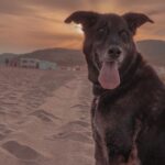 Ismael Prego Instagram – Perrito en la playa