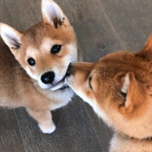 Issa Twaimz Instagram - i would like you to meet my puppies, rocket and jet🚀🛩 thank you for making me happy