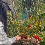 Isyana Sarasvati Instagram - Wohooo akhirnya Inyong berkunjung ke #KebunKai milik tante @benlaksana dan om @rarasekar 😂 panen tomat juga yang alhamdulillah berlimpah ya 🍅🙏🏻 berbagi sama sekitar juga hasil panen kita hihi seru piuuuuu! Setelah panen, nyong langsung masak masak pake tomatnaa jadi pasta yang di slide terakhir. Wellington, New Zealand