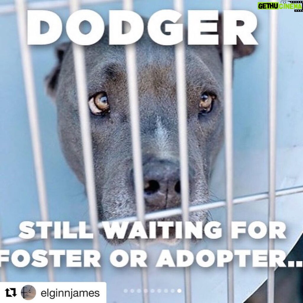 JR Bourne Instagram - PLEASE share to get Dodger adopted or fostered at least. He’s in Los Angeles and has only unconditional love to give. Let’s repost the shit out of this guys. His new home is here to be found. #Repost @elginnjames ・・・ Dodger #a5282381 is STILL at the shelter. He needs out. He has been at the shelter for over 6 months. This is no way for a soul to live. He has begun chewing his tail (thus the bandage) and occasionally jumping out of frustration. These are not behaviors he had at the beginning. Very few passers by have paid attention to him to no fault of his own. But staff and volunteers love Dodger and know he is an amazing soul. Please share him. Foster or adopter needed. #dog #dogs #dogsofinstagram #dogsofshelters #stray #dogrescue #dogmom #dogdad #dogperson #ilovedogs #doglover #losangeles #animals #pets #petadoption #iwantadog #petfinder #findapet #straydog #upforadoption #animalshelter #nokill #pitbull #pitbulls #ilovepitties #pittiesofinstagram #pitbullrescue