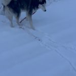Jada Pinkett Smith Instagram - Last night we lost one of our furry sons Fang. He brought so much love into our family, our animal pack and community. Thank you Fang for 15 years of pure joy. We are going to miss you soooooo much😘