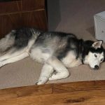 Jada Pinkett Smith Instagram - Last night we lost one of our furry sons Fang. He brought so much love into our family, our animal pack and community. Thank you Fang for 15 years of pure joy. We are going to miss you soooooo much😘