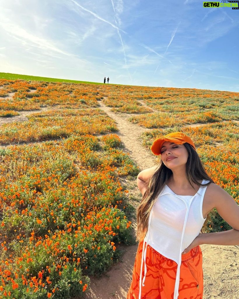 Jade Thirlwall Instagram - pop girl in a poppy world