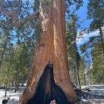 Jaime Camil Instagram - Always nice to see you big guy ❤️😍 #Sequoia @kingscanyonnationalpark @heidibal DDD-TAT