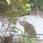 Jake Johnson Instagram - There was a bobcat in my front yard today. That’s all.