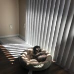 Jake T. Austin Instagram - Found this little one underneath a dumpster earlier today. My place is literally becoming a Hotel for Dogs sequel. #welcometothefamily 🐶 Los Angeles, California