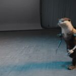 James Gunn Instagram - Congrats to the #GuardiansoftheGalaxy Vol 3 #VFX team who have made the shortlist for the #Oscars! @stefceretti @theacademy ❤️
