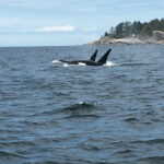 James Marsden Instagram - Pod of Orcas around Horseshoe Bay putting on a show! Sea lions though, seemed rather underwhelmed with us.