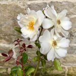 James May Instagram - Flower. That is all.