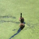 James May Instagram - Badly zoomed-in canal scene with speed of birds.