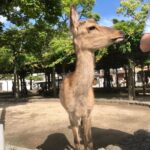 James May Instagram - Miyajima ‘residential deer’ eyes up elbow of unsuspecting British tourist.