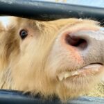 James Murray Instagram - Gizmo updates! Our bestest Mini Highland Cow is doing great, with the help of our good friends at Deer Run Hay Company. Penny and Gizmo are basically best friends at this point. Check out the farm at www.DeerRunHayCo.com