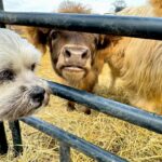 James Murray Instagram - Gizmo updates! Our bestest Mini Highland Cow is doing great, with the help of our good friends at Deer Run Hay Company. Penny and Gizmo are basically best friends at this point. Check out the farm at www.DeerRunHayCo.com