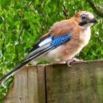 James Phelps Instagram – This Jay is a regular in my garden (and slightly obsessed when I water my raspberry patch) Anyway I’ve decided ‘Jay’ needs a better name… any ideas?? 
#jay #birdwatching #nature 🐦