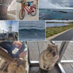 James Phelps Instagram – Took a bike 40k (in a lot of rain) around Rottness Island. Home of the Quokkas, dolphins riding waves, great cycling roads & seals out to sea.  A beautiful place I wish I could have stayed longer. #rottnestisland #quokka #dolphins #cycling #soaked #travel #hashtagforthesakeofit Rottnest Island