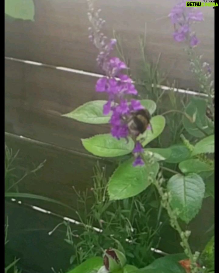 James Phelps Instagram - 🚨Gardener Nerd Alert🚨 A few months ago I planted some seeds in aim to get more bees in the garden. Very happy to say its worked! Bees are on the decline everywhere in the world so every little helps 😎🐝🍯