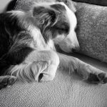 Jamie Oliver Instagram - I heard it’s national love your pet day today so have to shout out my little dude Conker. Love him and what a great addition to our weird and wonderful family xxx