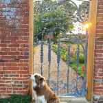 Jamie Oliver Instagram - I heard it’s national love your pet day today so have to shout out my little dude Conker. Love him and what a great addition to our weird and wonderful family xxx