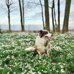 Jamie Oliver Instagram - I heard it’s national love your pet day today so have to shout out my little dude Conker. Love him and what a great addition to our weird and wonderful family xxx