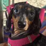 Jannine Parawie Weigel Instagram - หมา 4 ตัวมองหน้ากัน🐶 Bangsaen | บางแสน
