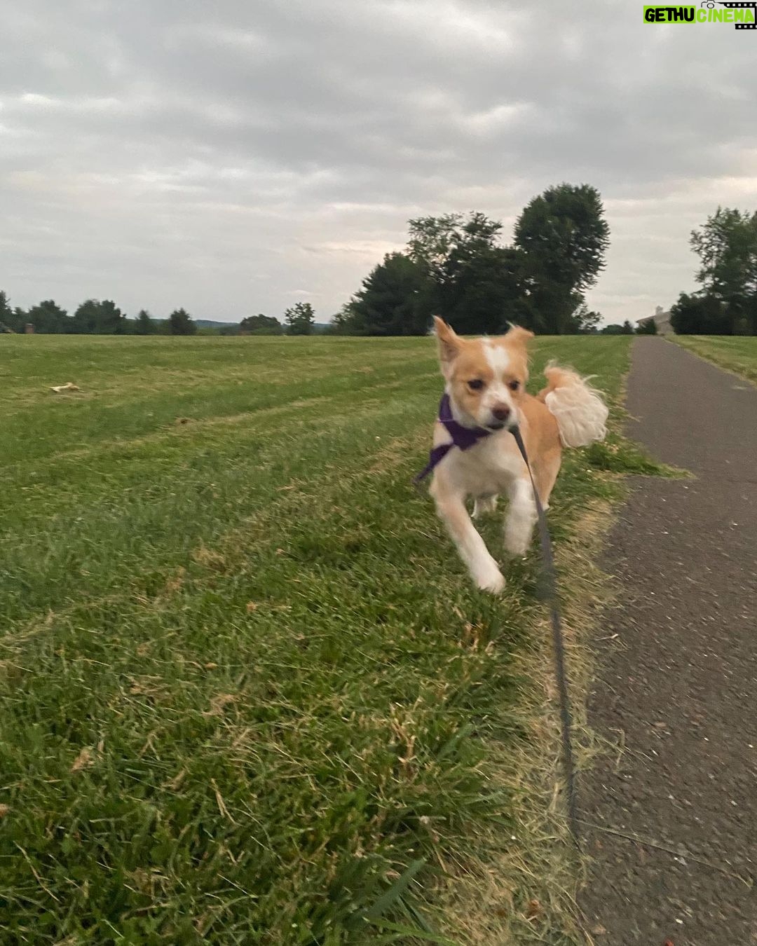 Jenn McAllister Instagram – july in my hometown Bucks County ...