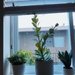 Jenn McAllister Instagram - growth🌱 Los Angeles, California