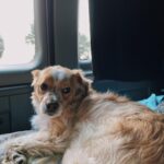 Jenn McAllister Instagram - driving cross country / day 7 Ohio, USA