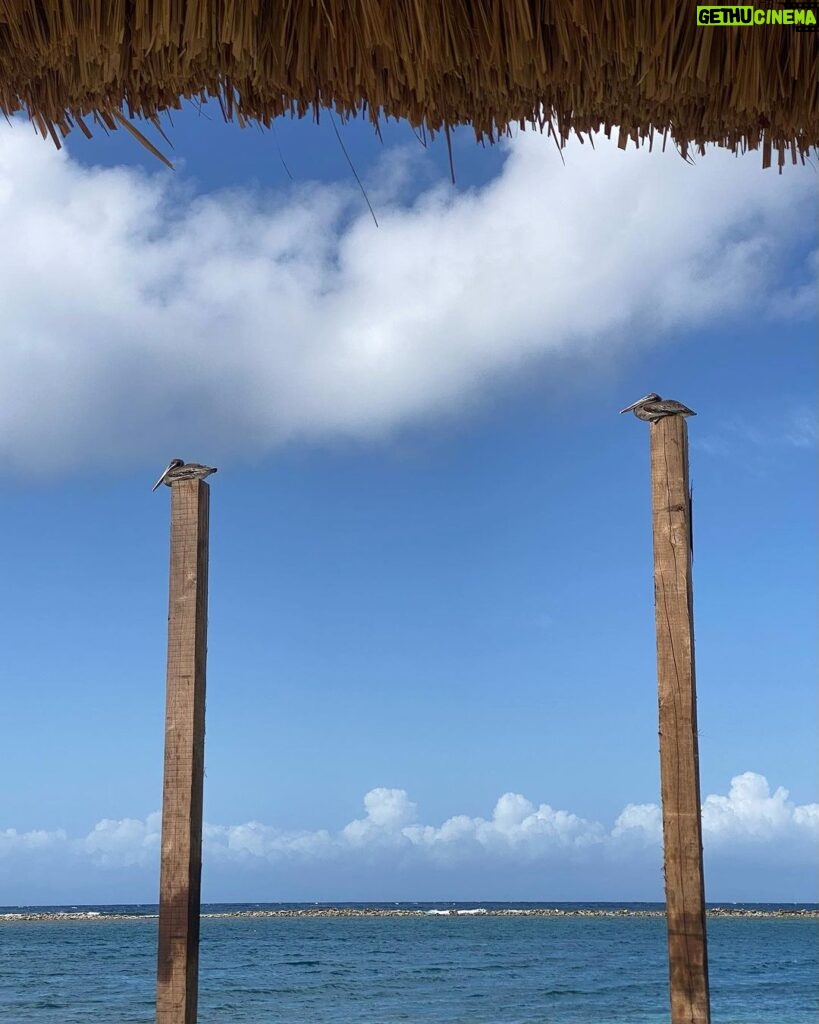 Jenn McAllister Instagram - ARUBA ! 🦀🌴 Aruba