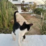 Jesse Tyler Ferguson Instagram - Until next time! 🇬🇷 Paros, Greek Islands