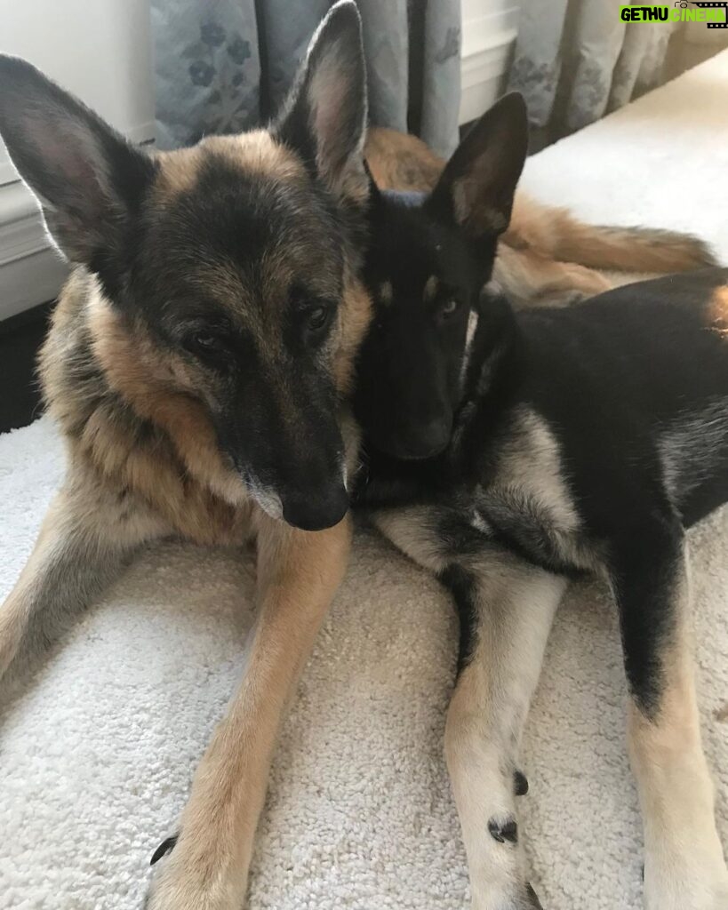 Jill Biden Instagram - Happy #NationalBestFriendDay! Love, Champ & Major 🐾🐾