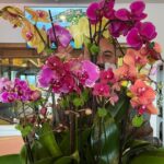 Jimmy Kimmel Instagram - thank you Neil Diamond for the beautiful flowers. Sorry Barbra!
