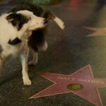 Jimmy Kimmel Instagram - Such a good boy. #Oscars #Messi