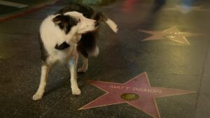 Jimmy Kimmel Instagram - Such a good boy. #Oscars #Messi