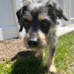Joe Gatto Instagram - This is Gelato. He is awesome and needs a loving home. Snuggly. Playful. Sweet. Please SHARE this post if you can’t adopt him yourself. To find out more message @gattopupsandfriends or visit gattopupsandfriends.com