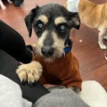 Joe Gatto Instagram - This is Gelato. He is awesome and needs a loving home. Snuggly. Playful. Sweet. Please SHARE this post if you can’t adopt him yourself. To find out more message @gattopupsandfriends or visit gattopupsandfriends.com