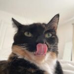 Joey Bragg Instagram - 2023 pt. 3 CATS