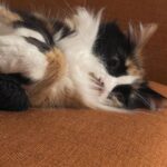 Joey Bragg Instagram - 2023 pt. 3 CATS
