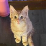 Joey Bragg Instagram - 2023 pt. 3 CATS